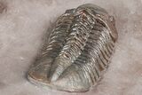 Five Trilobites (Four Species) in Association - Jorf, Morocco #334862-8